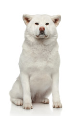 Naklejka na ściany i meble Akita inu pies na białym tle