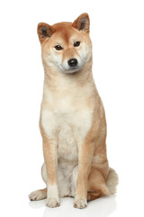 Shiba inu dog on white background