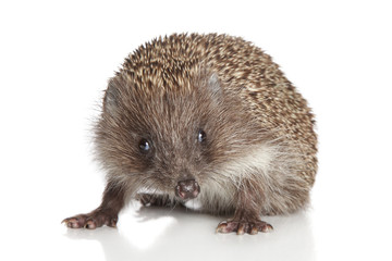 Hedgehog on white background