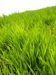 Green Grass