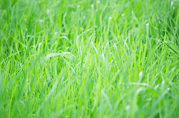 green grass