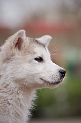 Obraz premium Alaska Puppies