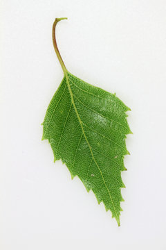 Birke