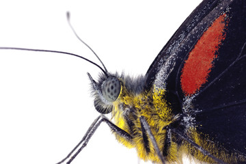 Fototapeta premium Butterfly macro, Black Jezebel, Delias nigrina