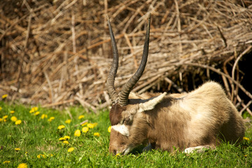 Addax eating grass