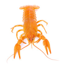 crayfish