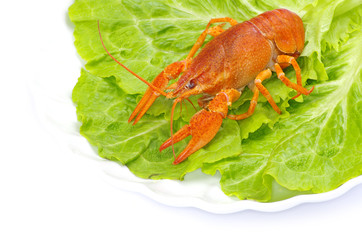 crayfish