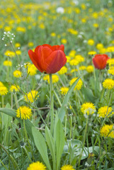 весенние цветы