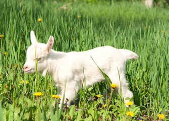 Obraz premium little goat