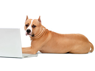 dog and a computer