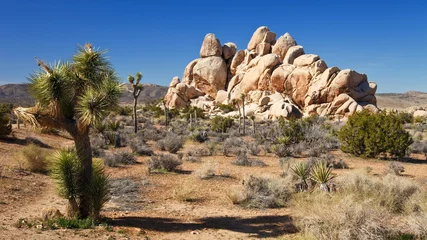 Cercles muraux Sécheresse Mojave Desert Panorama