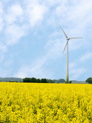 Windkraftanlage im Rapsfeld