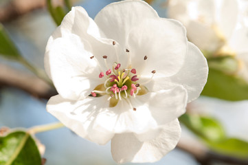 pear blossom