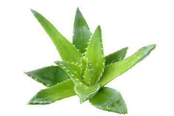 Aloe vera plant
