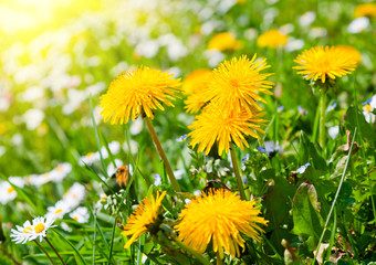 Fototapeta premium dandelion in a meadow with sunlight, close-up