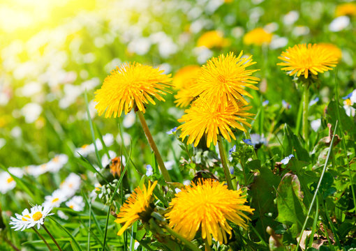 dandelion in a meadow with sunlight, close-up