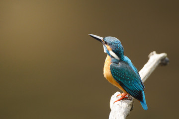 休憩中のカワセミ