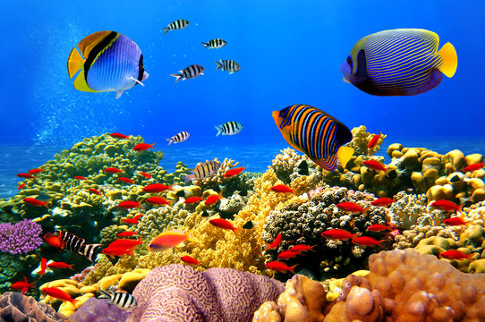 Fototapeta Photo of a coral colony on a reef, Egypt