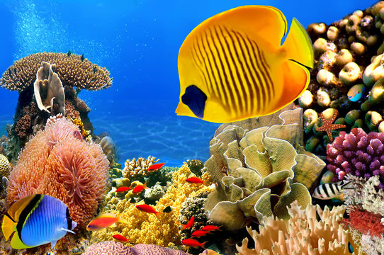 Fototapeta Photo of a coral colony, Red Sea, Egypt