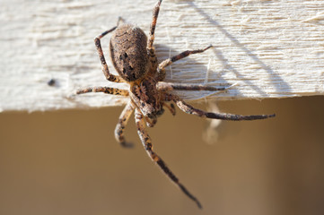 poisonous spider