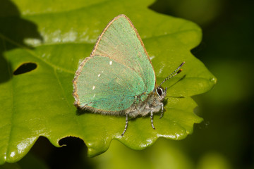 Green Hairstreak.