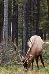 Bull elk, cervus canadensis, grazing