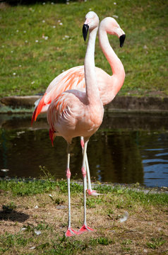 greater flamingos looking in different directions