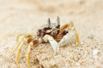 Crab on a beach