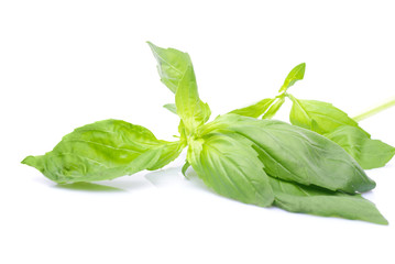 Basil isolated