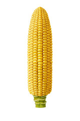 corn cob © mates