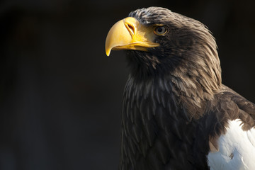 Eagle eastern