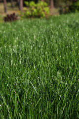 View of fresh garden grass