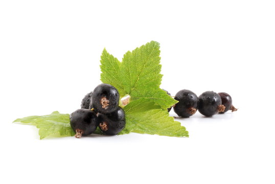 Schwarze Johannisbeeren