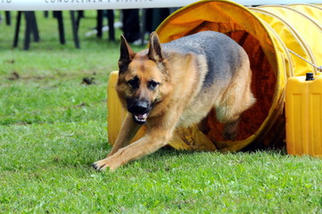 agility dog