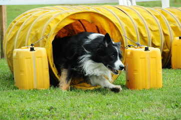 agility dog