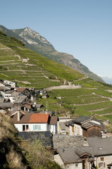 Fototapeta premium Vignoble