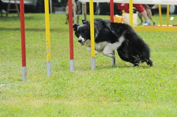 agility dog