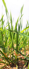 Green sprout