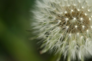 Fototapeta premium Puffball