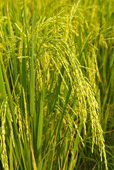 rice plant