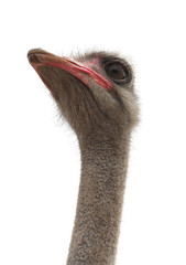ostrich isolated