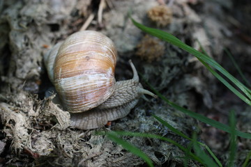 Schnecke 1
