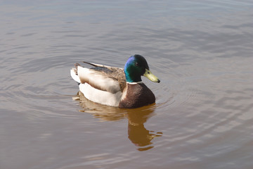 Duck floats in spring river