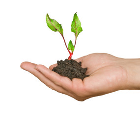 Farmer with sprout of beet in hand