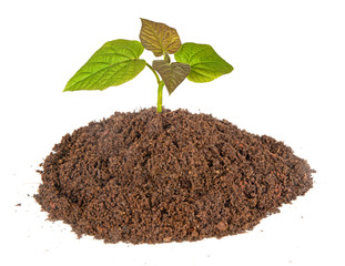 Paulownia  sapling