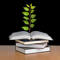 sapling growing from open book