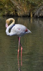 Flamant rose