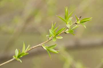 Many green young buds and leaves on branch in spring