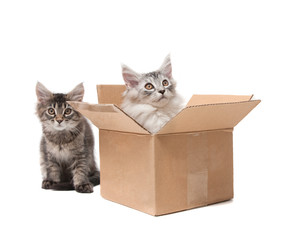 Two small kittens in a cardboard box