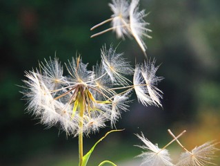 le printemps